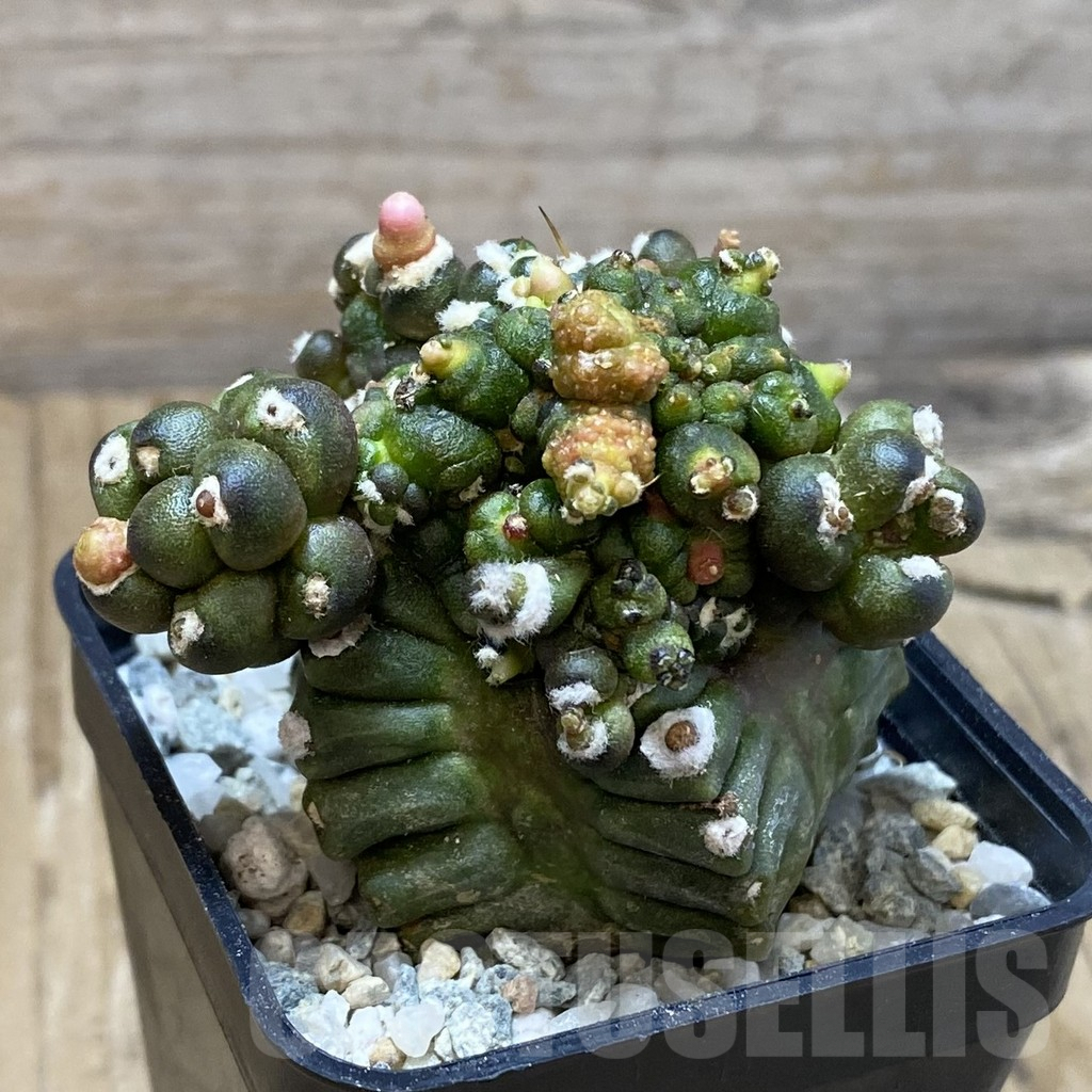 SH9204 Gymnocalycium mihanovichii 'Transformer' - Зображення 3
