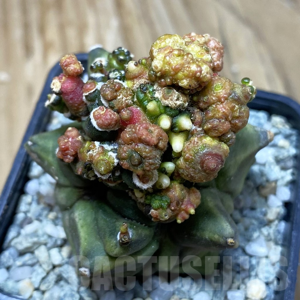 SH9205 Gymnocalycium mihanovichii 'Transformer'