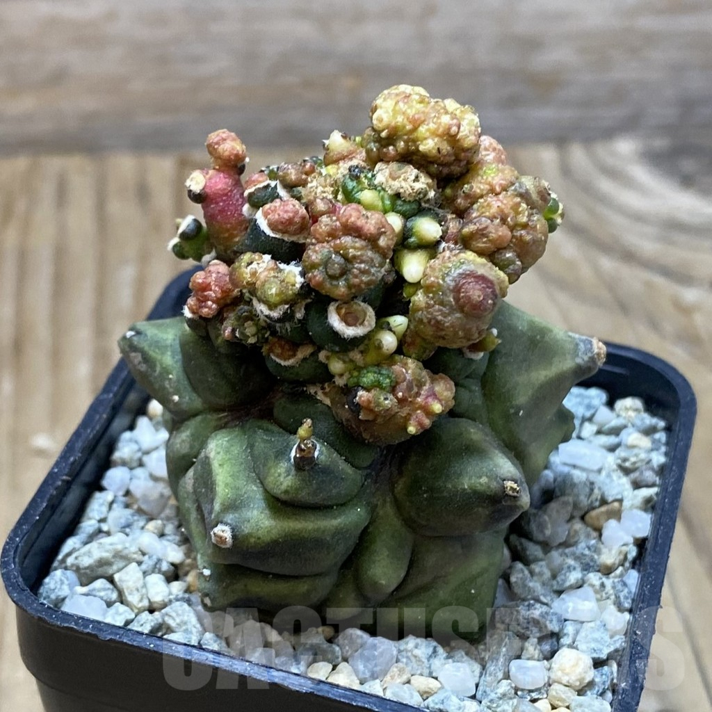 SH9205 Gymnocalycium mihanovichii 'Transformer' - Зображення 2