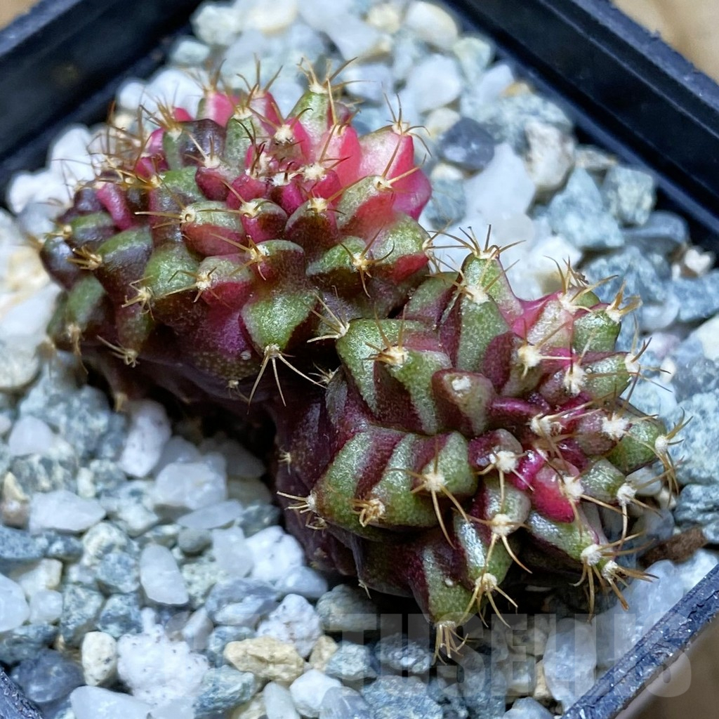 SH9208 Gymnocalycium mihanovichii f. variegata cristata - Image 2