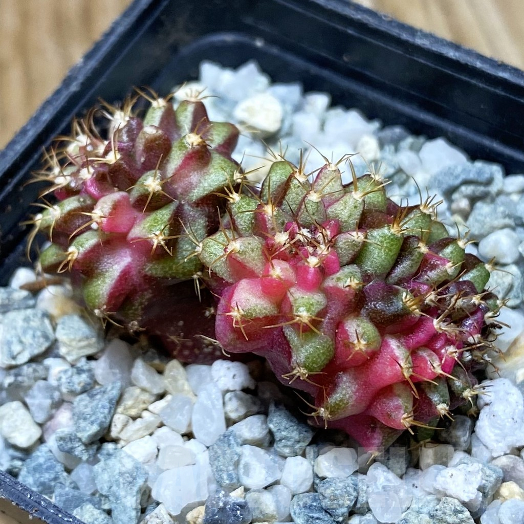 SH9208 Gymnocalycium mihanovichii f. variegata cristata