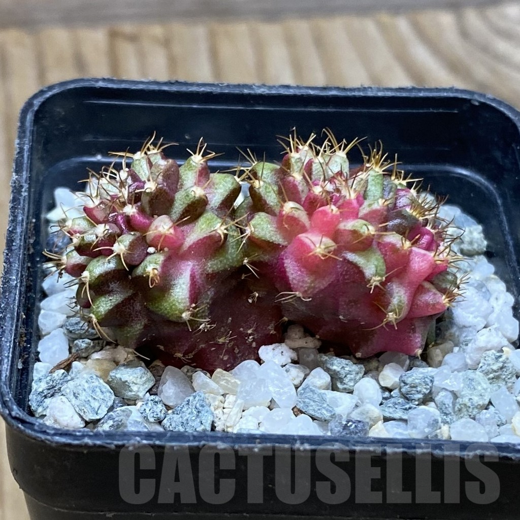 SH9208 Gymnocalycium mihanovichii f. variegata cristata - Image 3