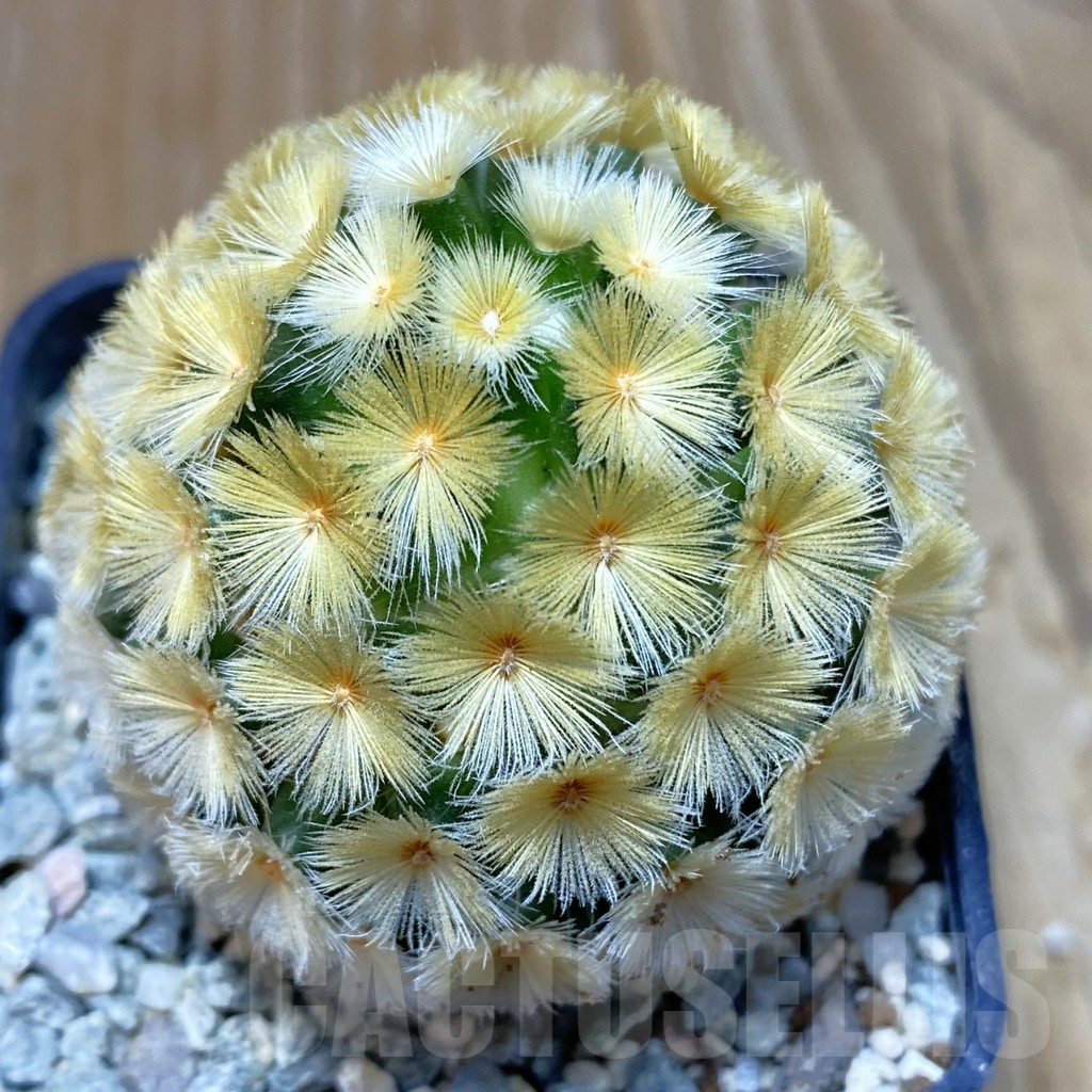 SH9150 Mammillaria carmenae ‘Buddha’