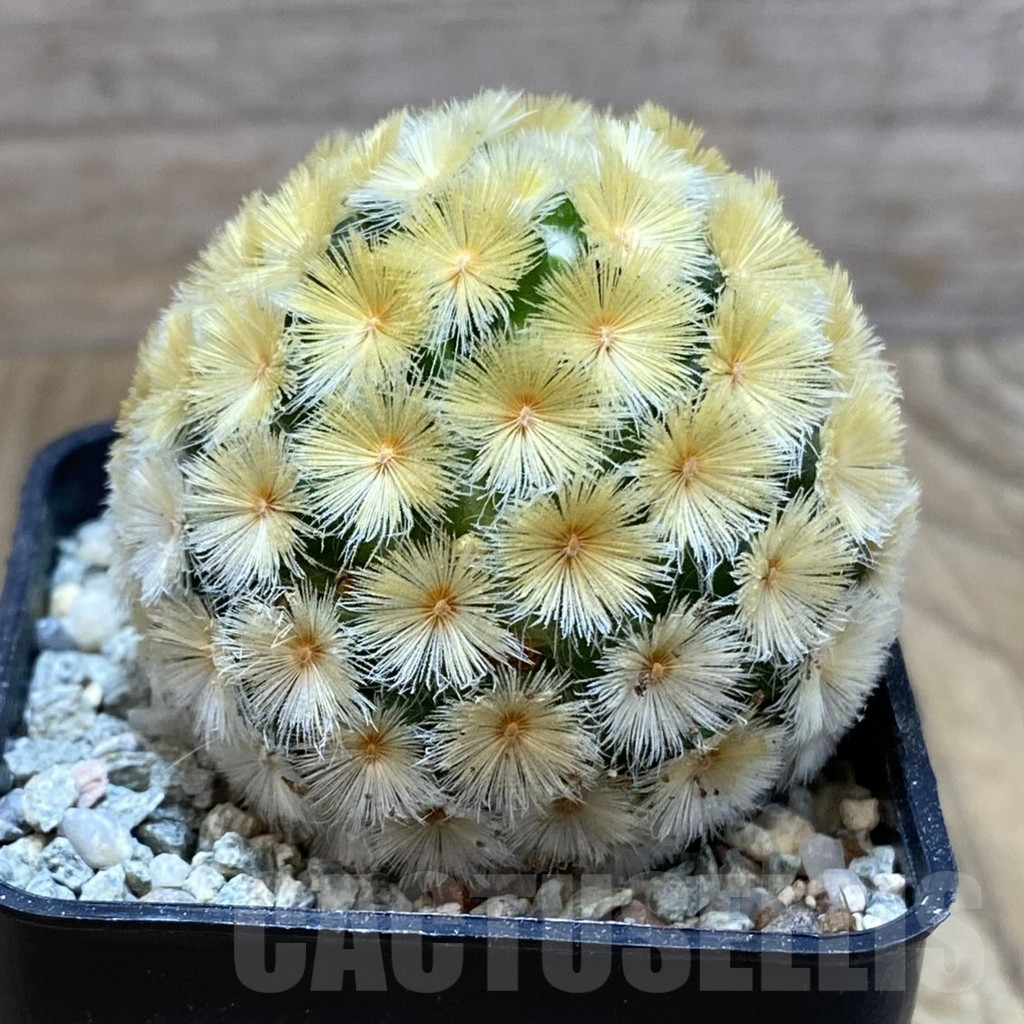 SH9150 Mammillaria carmenae ‘Buddha’ - Image 2