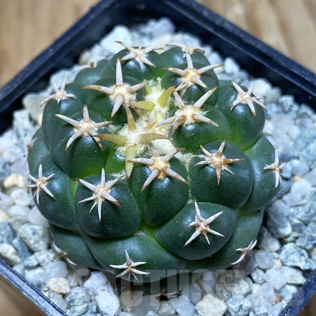 SH9151 Coryphantha elephantidens ‘Family’
