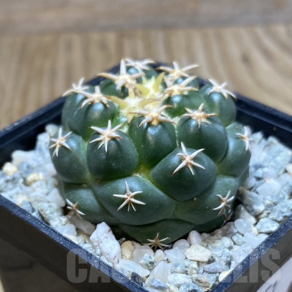 SH9151 Coryphantha elephantidens ‘Family’ - immagine 2