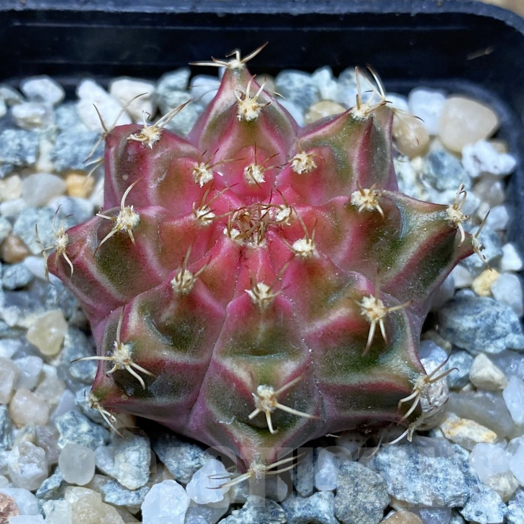 SH9154 Gymnocalycium mihanovichii ‘Neon’ hybrid, seedling