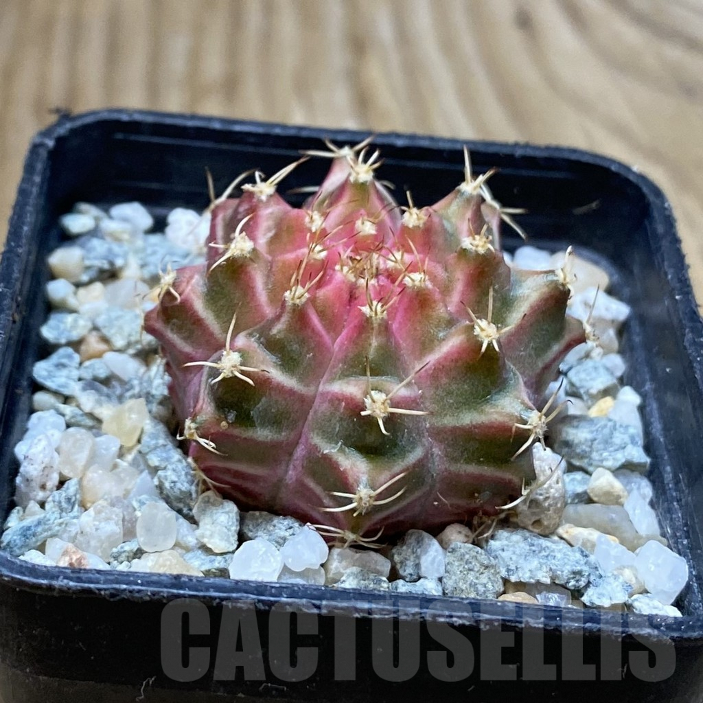 SH9154 Gymnocalycium mihanovichii ‘Neon’ hybrid, seedling - immagine 2