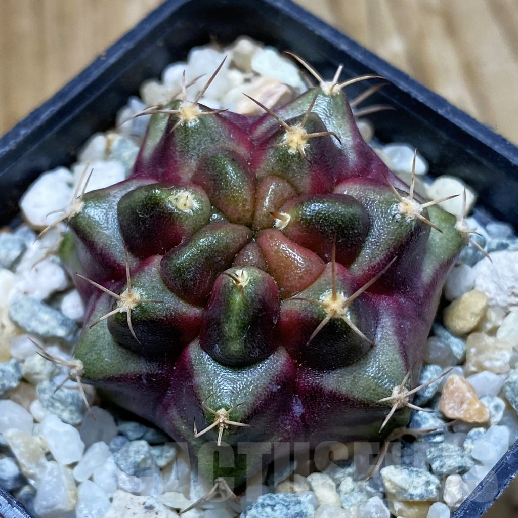 SH9155 Gymnocalycium mihanovichii 'Purple Nebula'