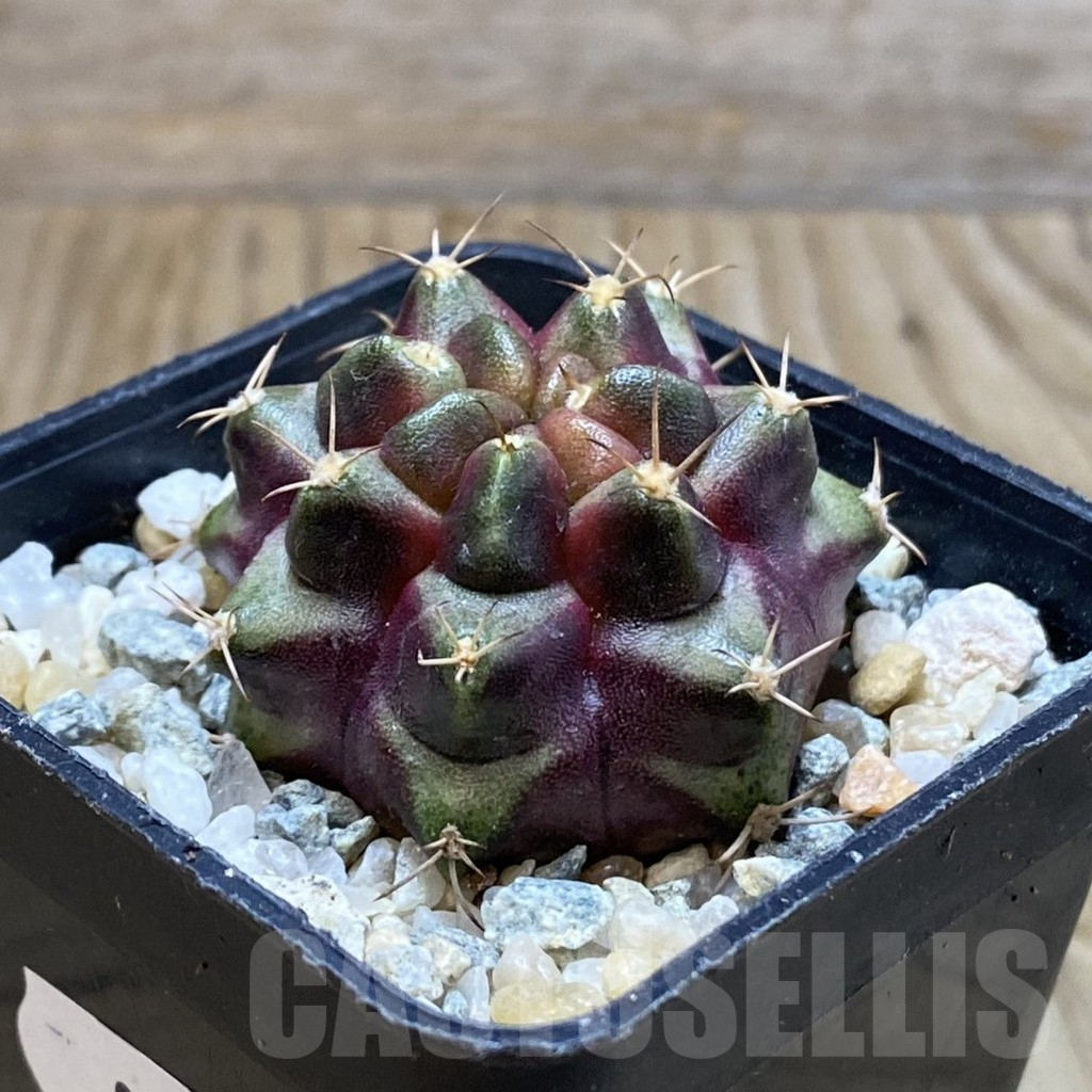 SH9155 Gymnocalycium mihanovichii 'Purple Nebula' - Image 2