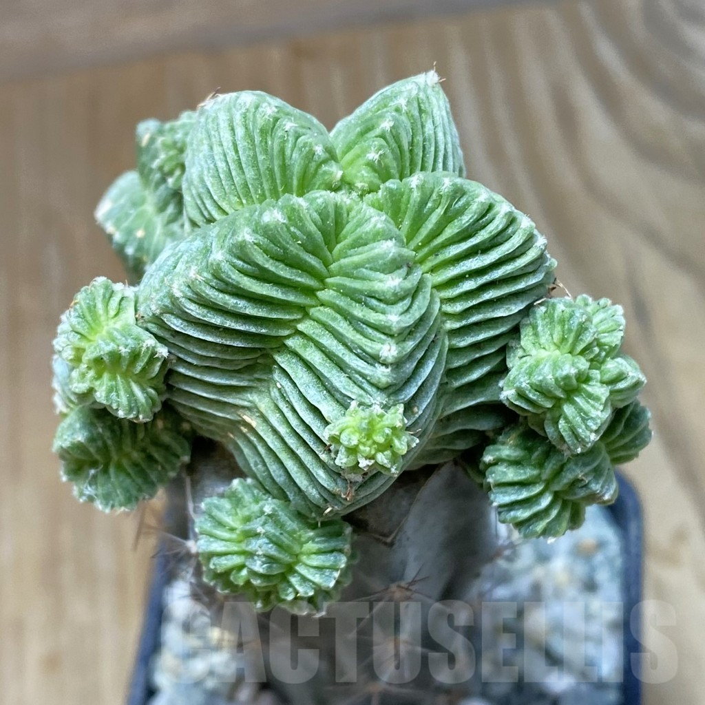 SH9145 Aztekium valdezii, grafted