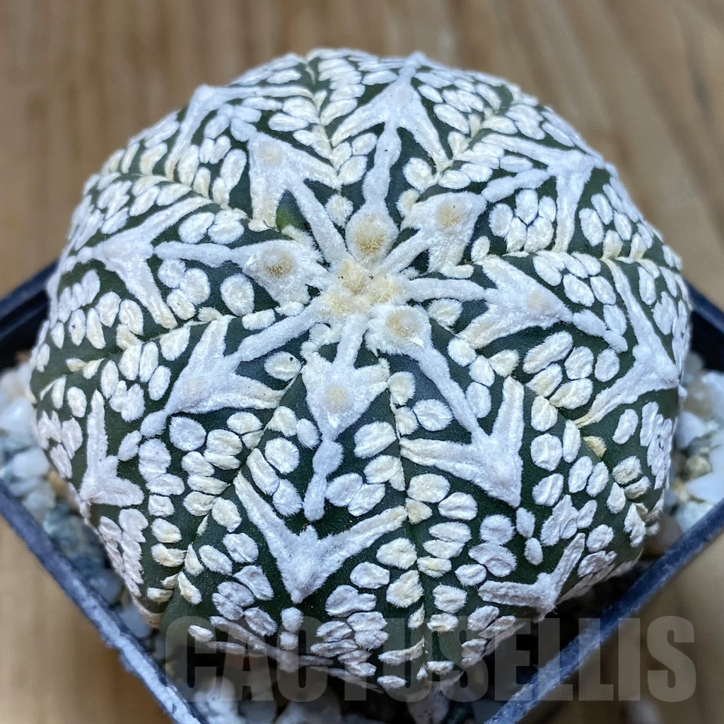 SH9161 Astrophytum asterias ‘Super Kabuto’ V-type