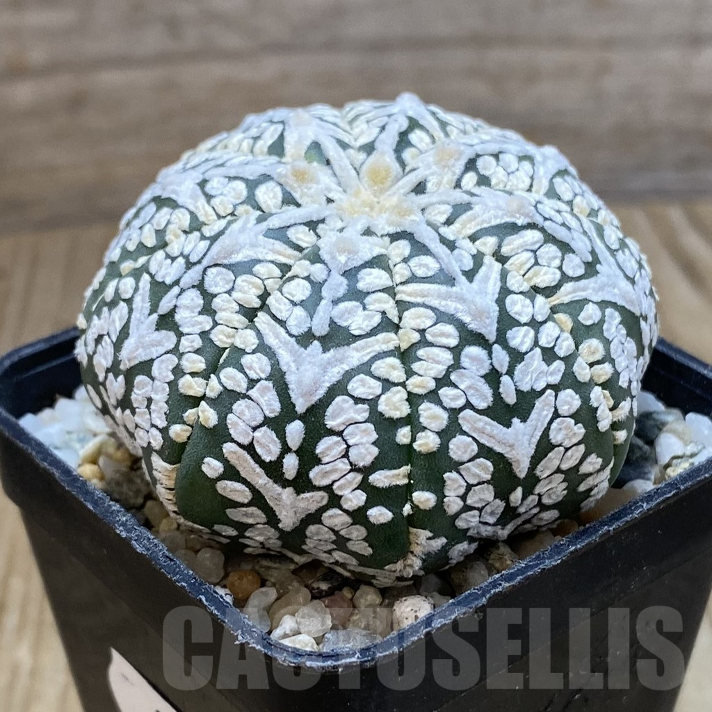 SH9161 Astrophytum asterias ‘Super Kabuto’ V-type - Image 2