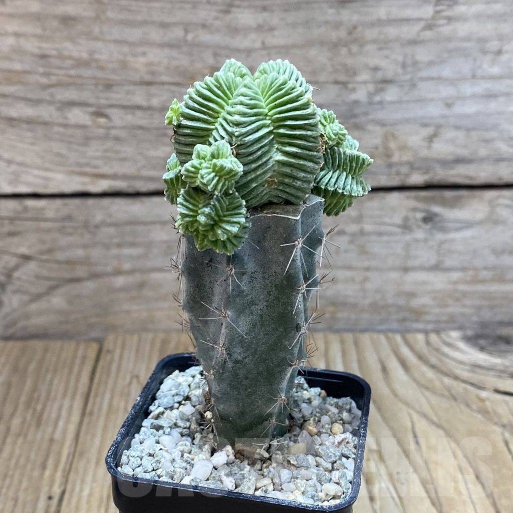 SH9145 Aztekium valdezii, grafted - Imagen 2