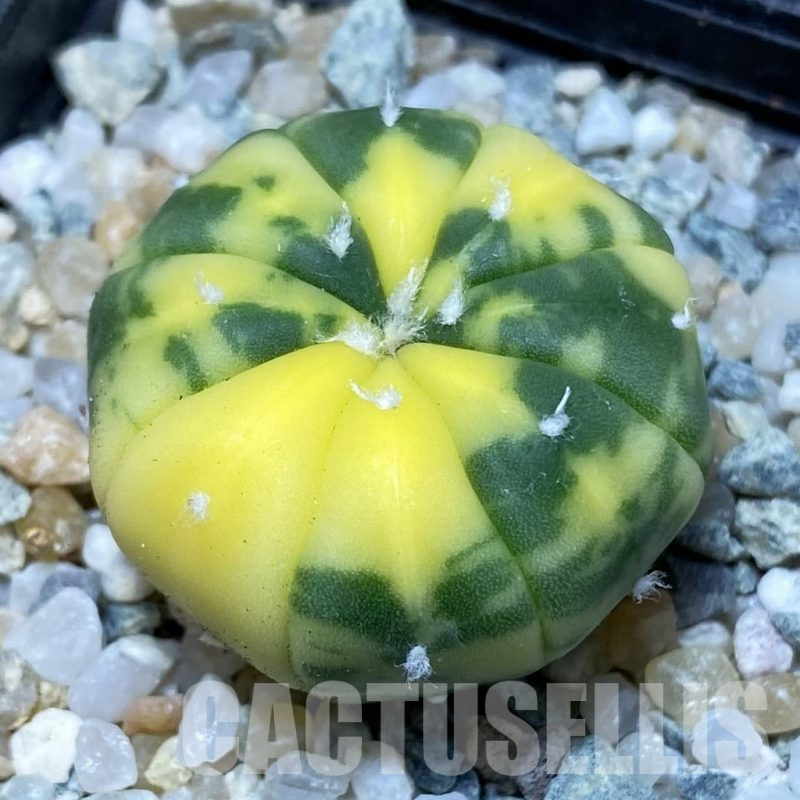 SH9167 Astrophytum asterias f. variegata