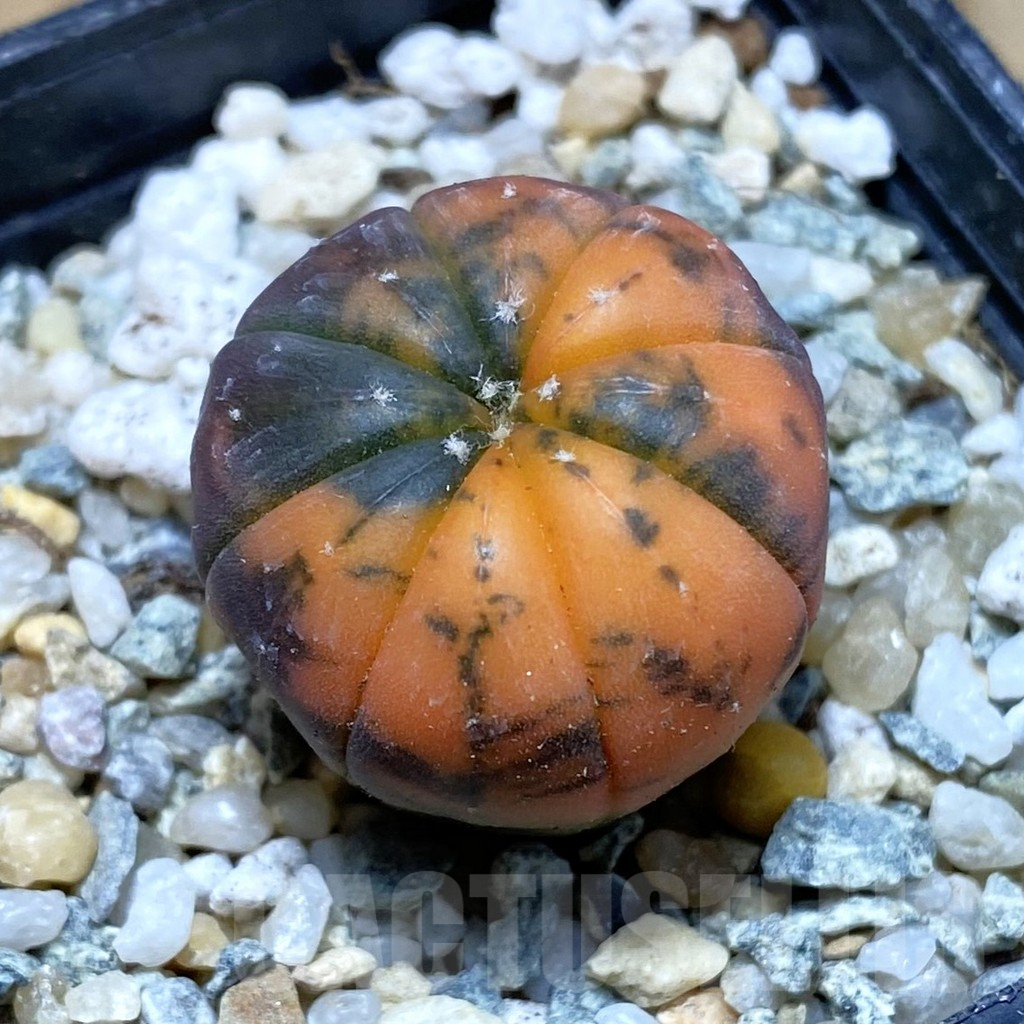 SH9169 Astrophytum asterias ‘Red Purple Skin’ f. variegata