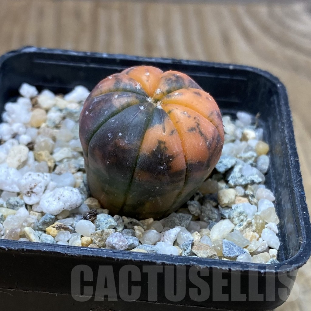 SH9169 Astrophytum asterias ‘Red Purple Skin’ f. variegata - Image 2