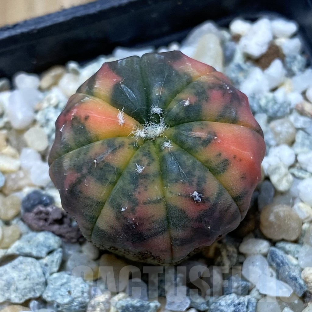 SH9170 Astrophytum asterias ‘Red Purple Skin’ f. variegata