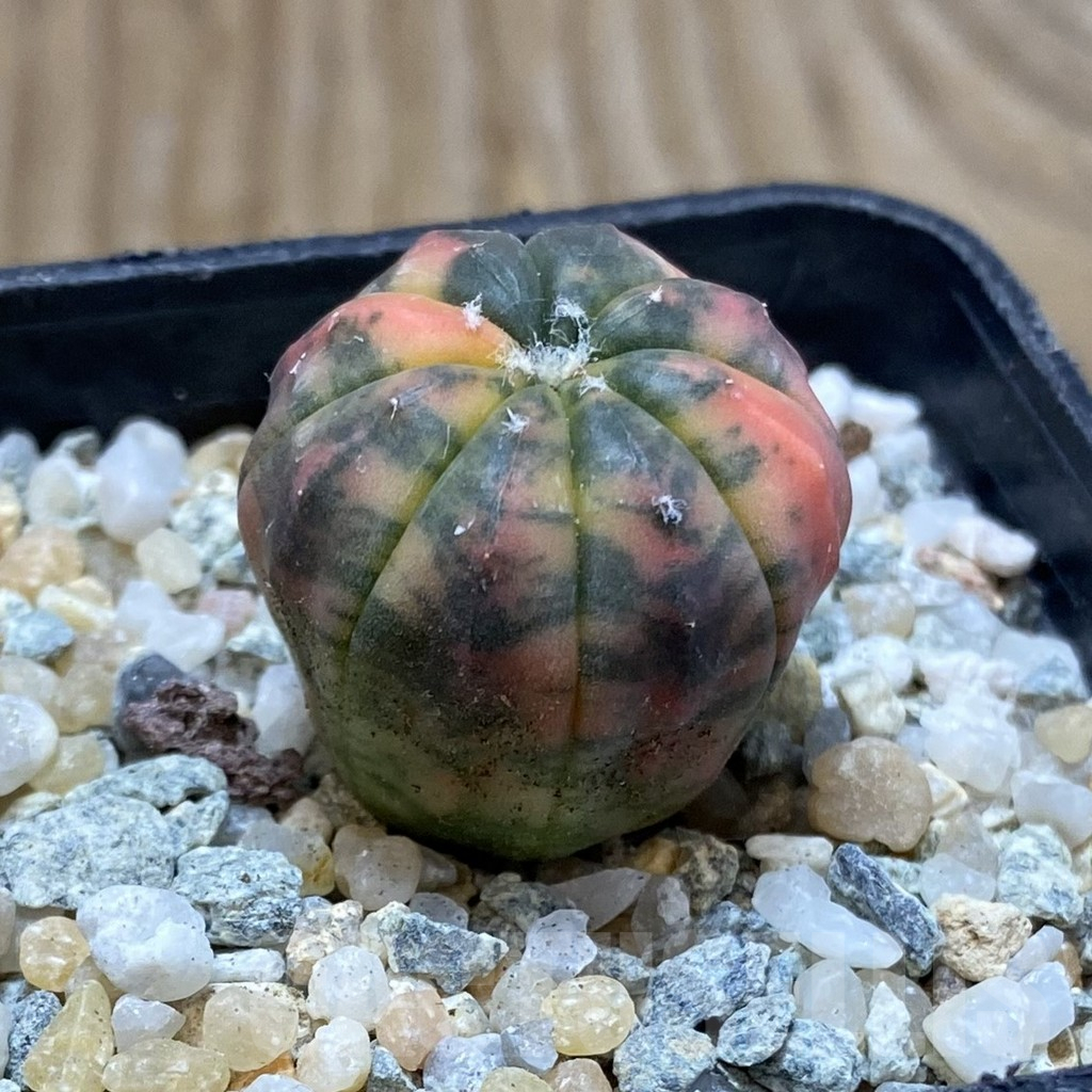 SH9170 Astrophytum asterias ‘Red Purple Skin’ f. variegata - Image 2