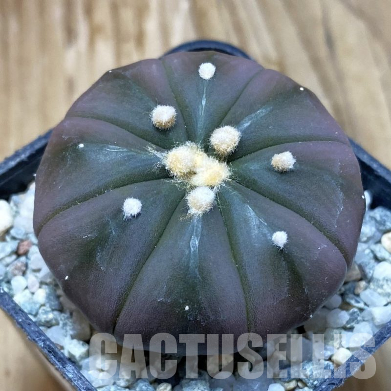 SH9172 Astrophytum asterias ‘Purple Skin’