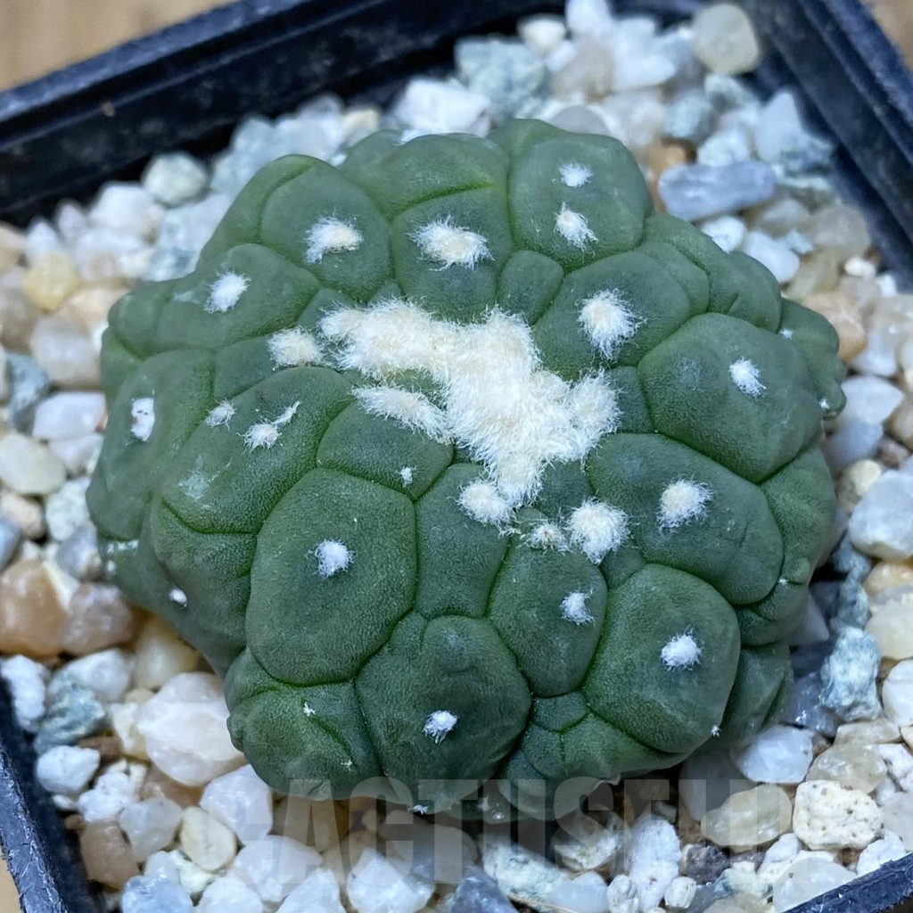 SH9176 Astrophytum asterias ‘Kikko Lizart Skin’