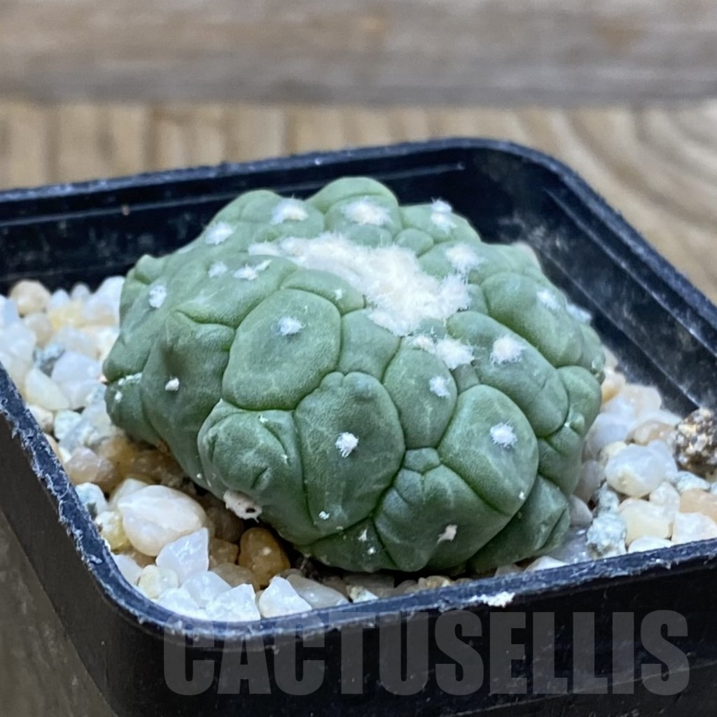 SH9176 Astrophytum asterias ‘Kikko Lizart Skin’ - Image 2