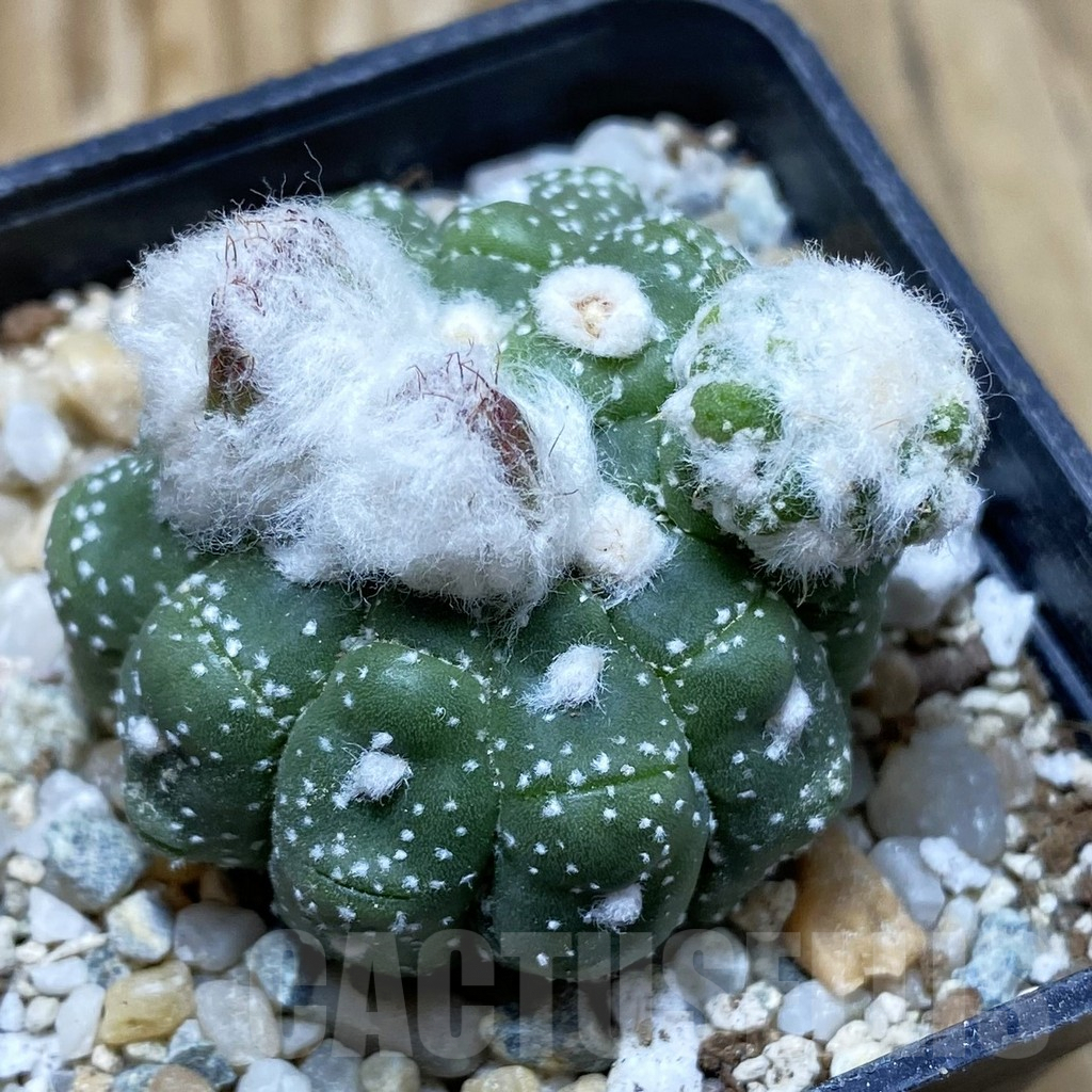 SH9308 Astrophytum asterias ‘Kikko Lizart Skin’