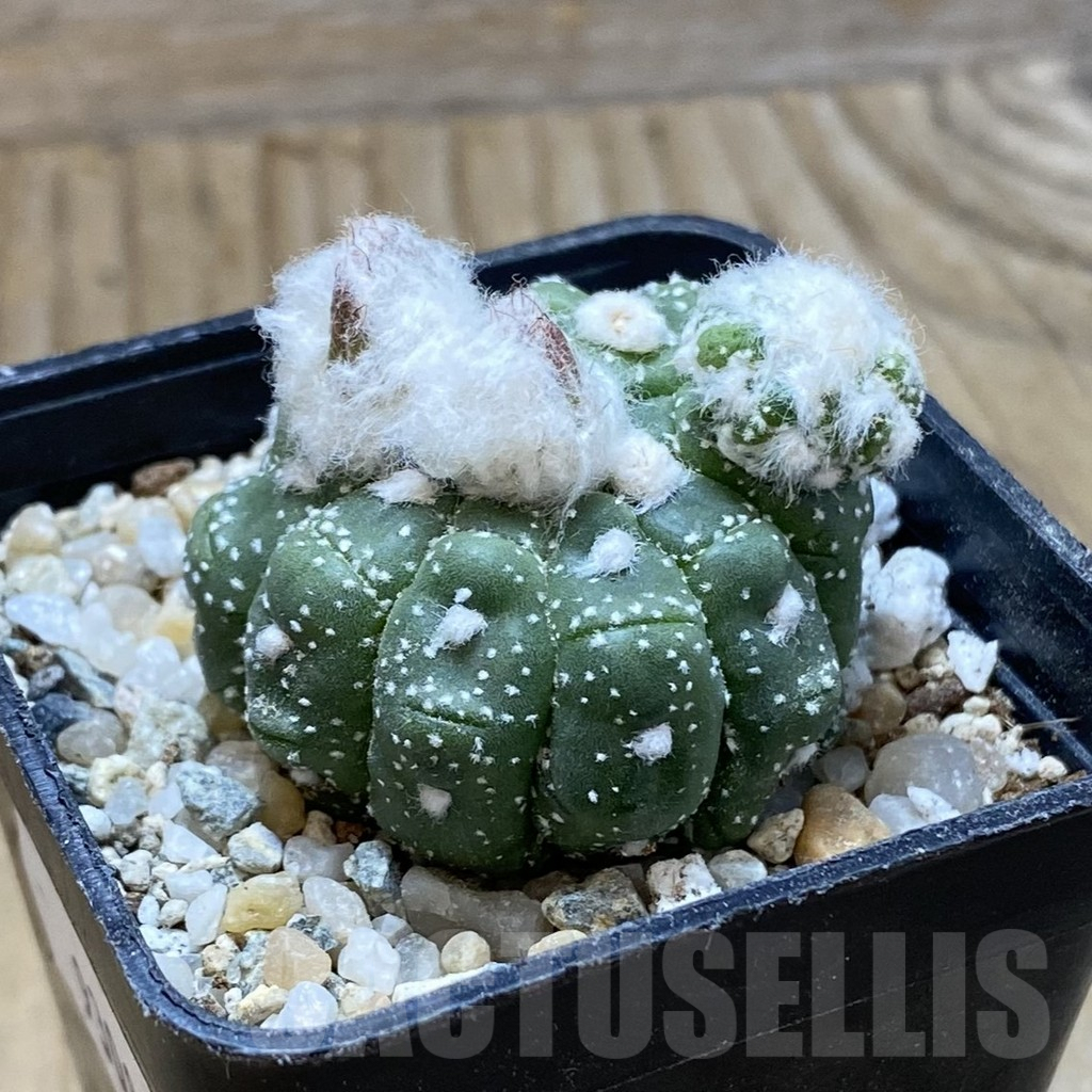 SH9308 Astrophytum asterias ‘Kikko Lizart Skin’ - Image 2