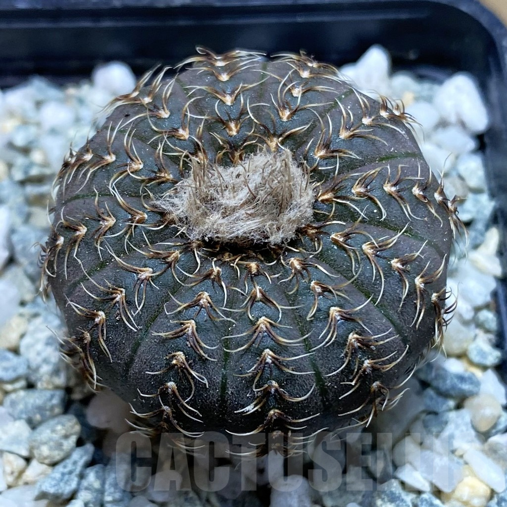 SH9278 Frailea asterioides