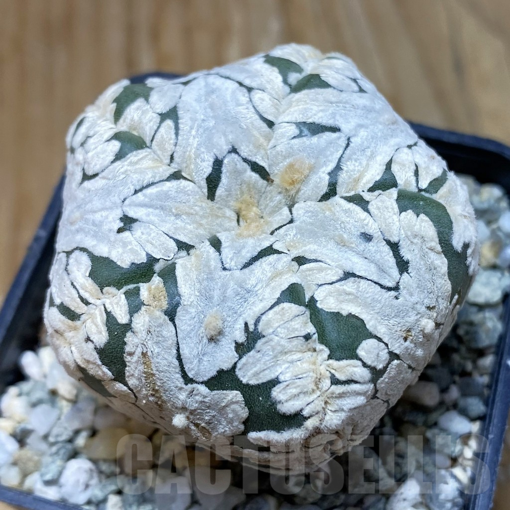 SH9311 Astrophytum asterias ‘Super Kabuto’ V-type f. nudum, 5-ribs