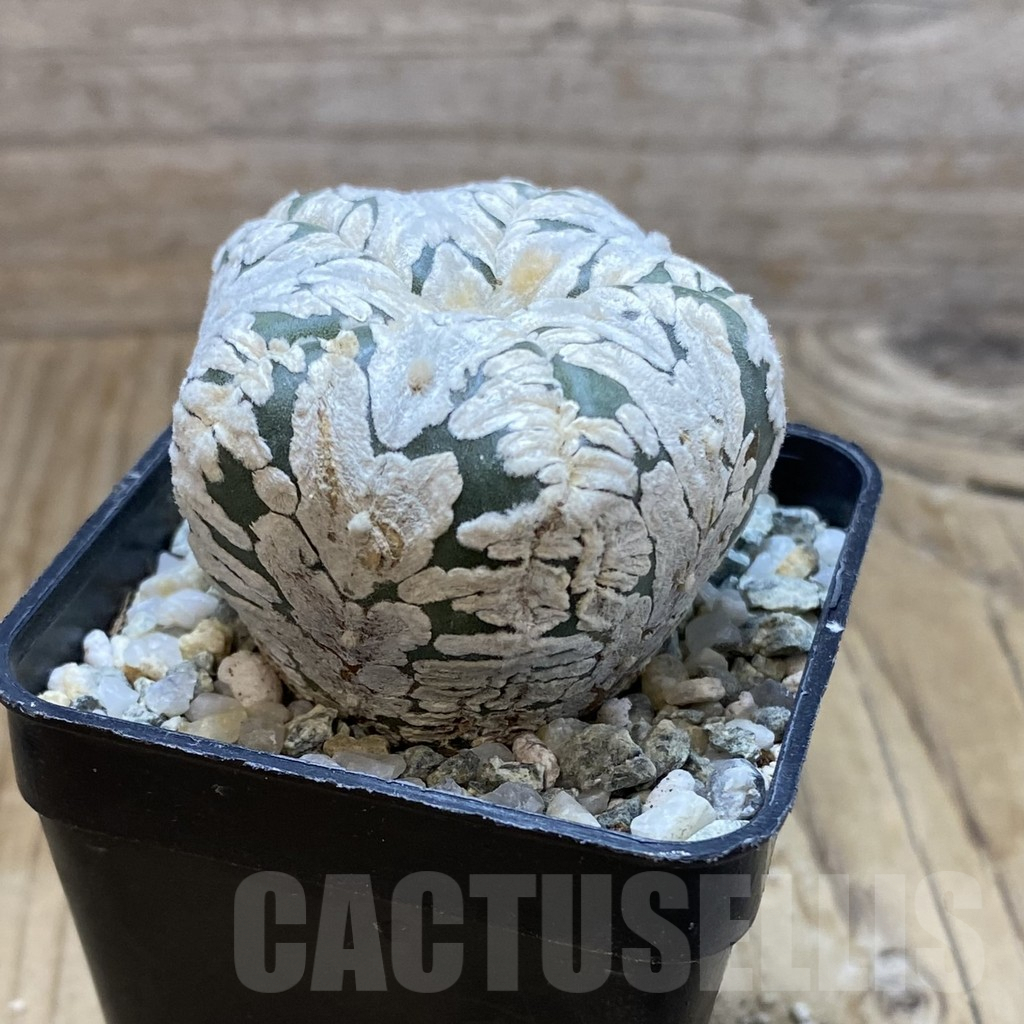 SH9311 Astrophytum asterias ‘Super Kabuto’ V-type f. nudum, 5-ribs - immagine 2