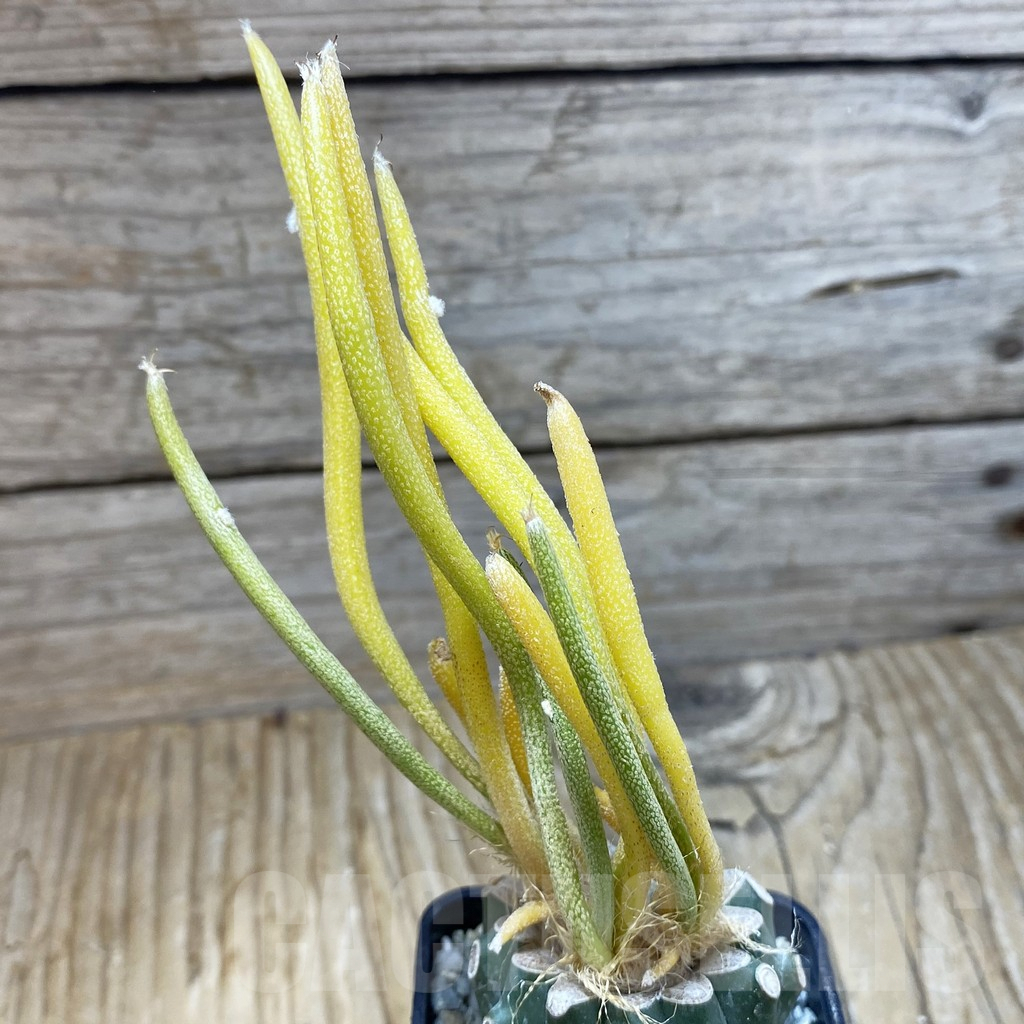 SH9312 Astrophytum caput-medusae f. variegata, grafted