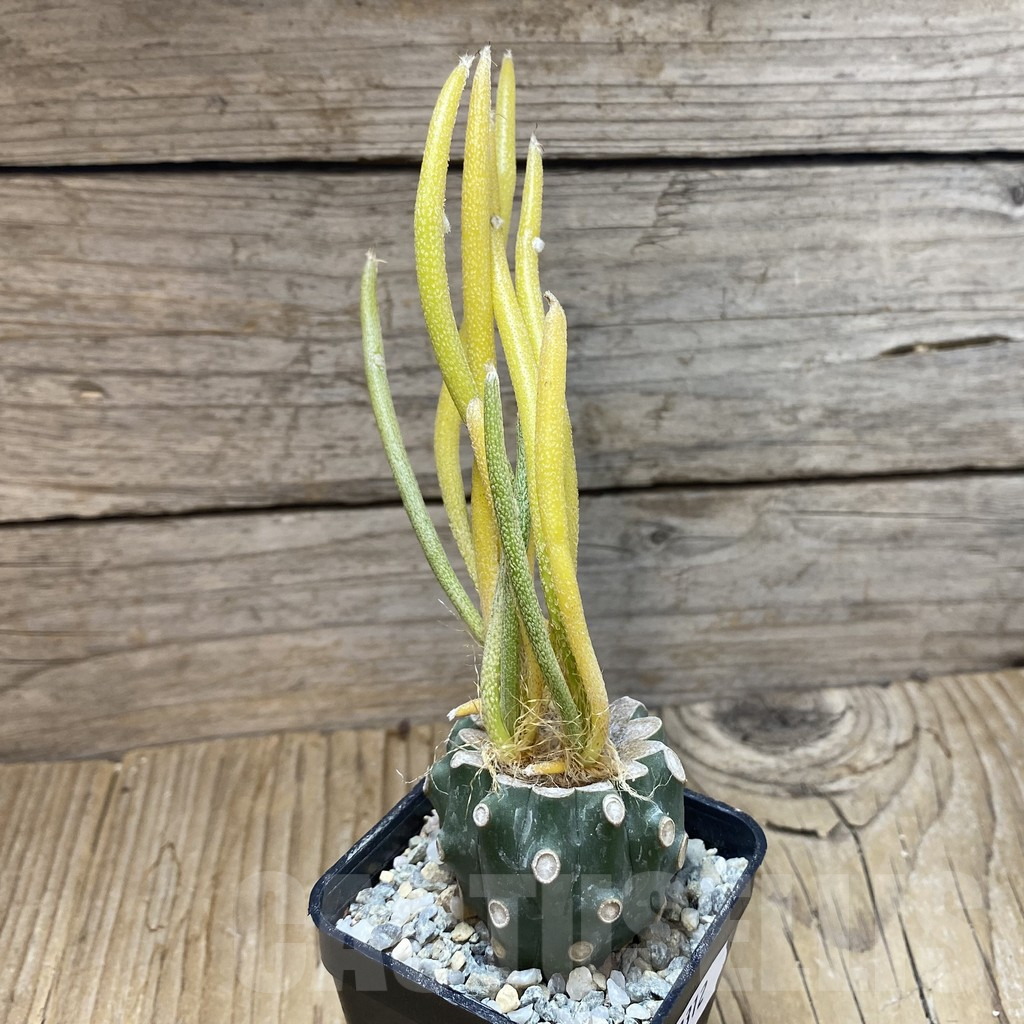 SH9312 Astrophytum caput-medusae f. variegata, grafted - immagine 2