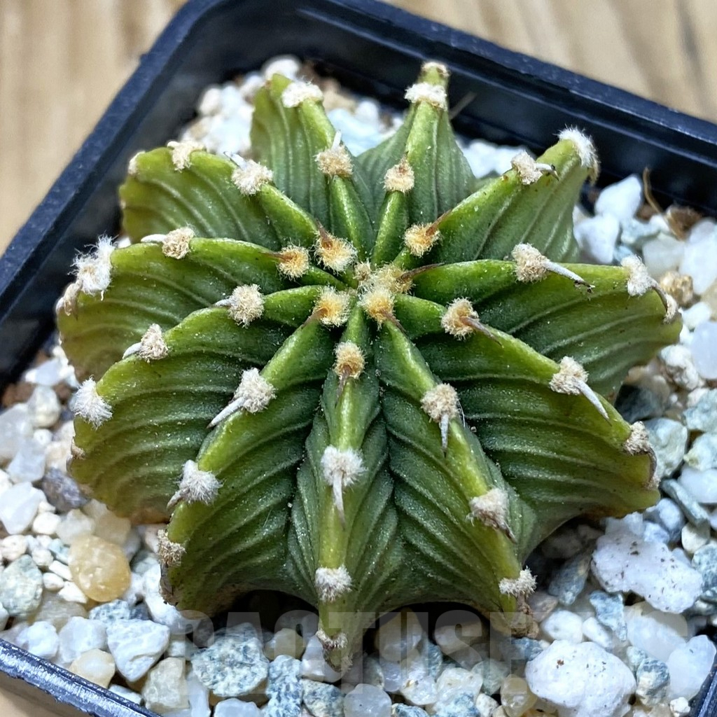 SH9313 Gymnocalycium friedrichii LB2178 'Light Green'