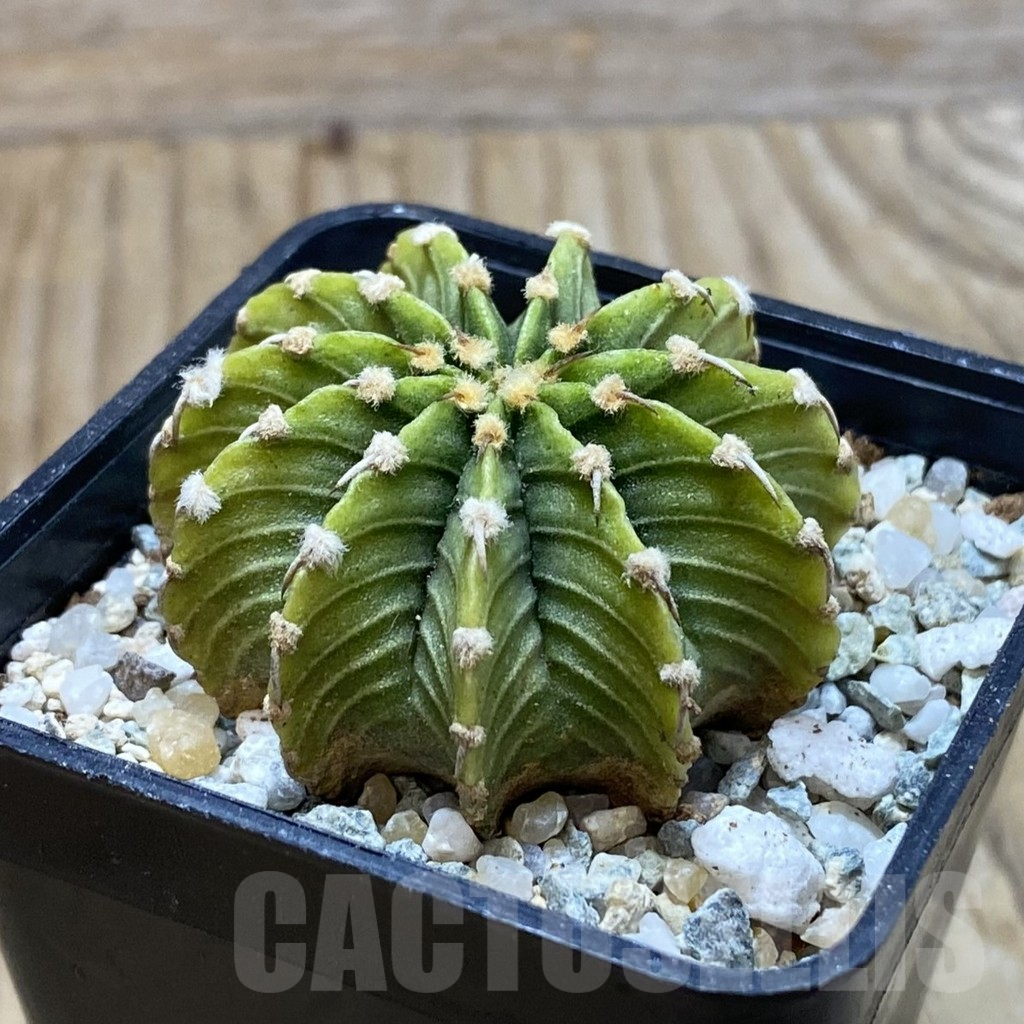 SH9313 Gymnocalycium friedrichii LB2178 'Light Green' - immagine 2