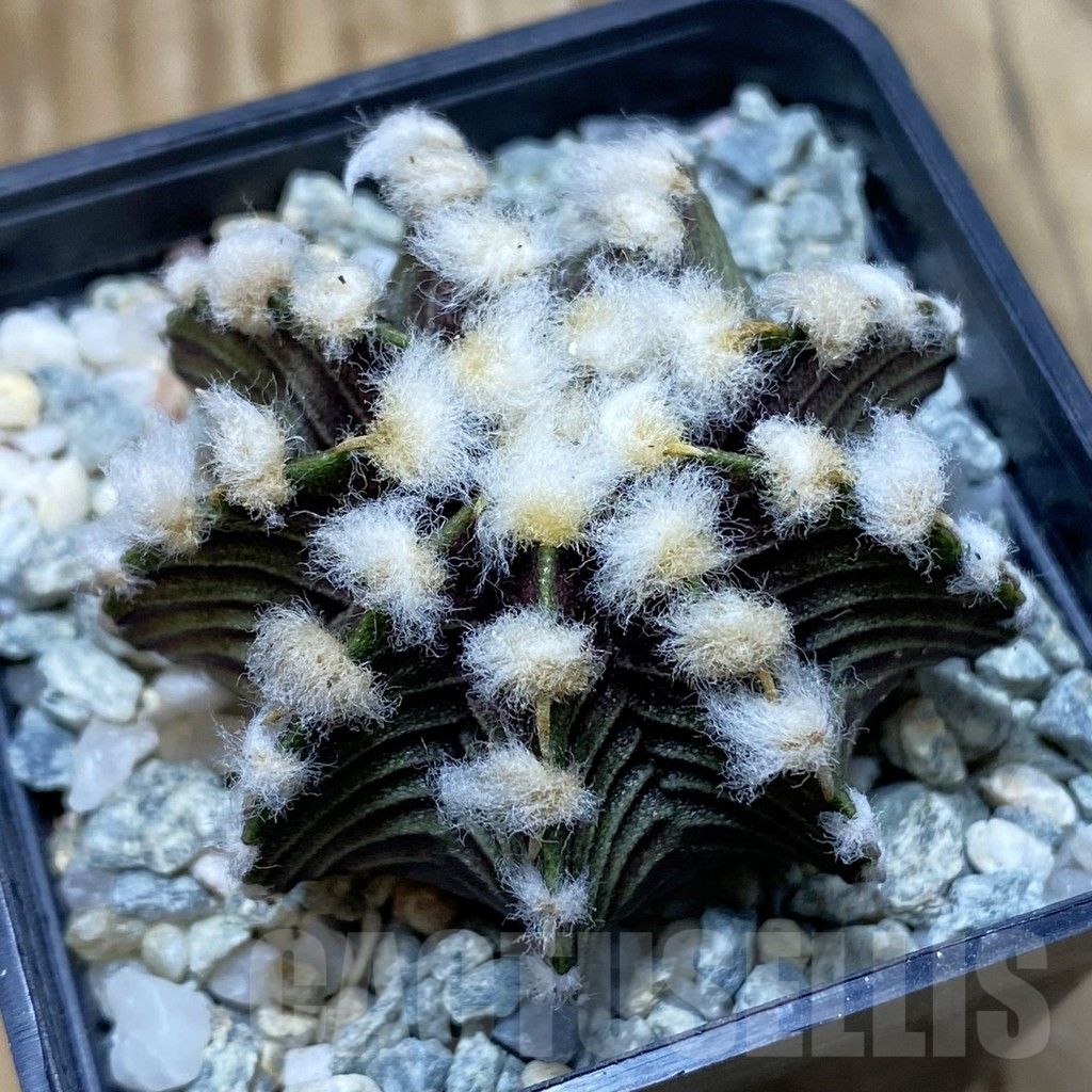 SH9314 Gymnocalycium friedrichii VOS1211, select form, seedling
