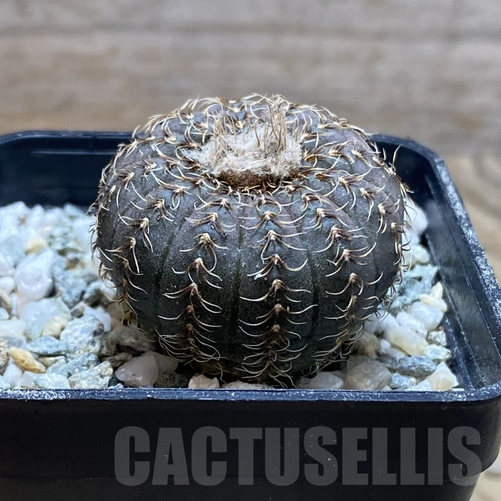 SH9278 Frailea asterioides - Image 2