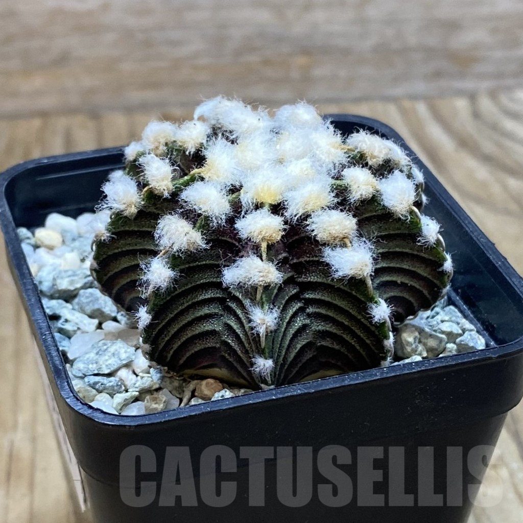 SH9314 Gymnocalycium friedrichii VOS1211, select form, seedling - Image 2