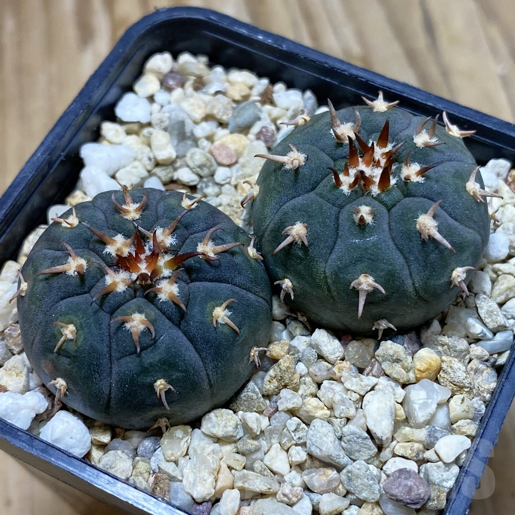 SH9315 Gymnocalycium spegazzinii v. unguispinum SL 443, 2 plants , seedling