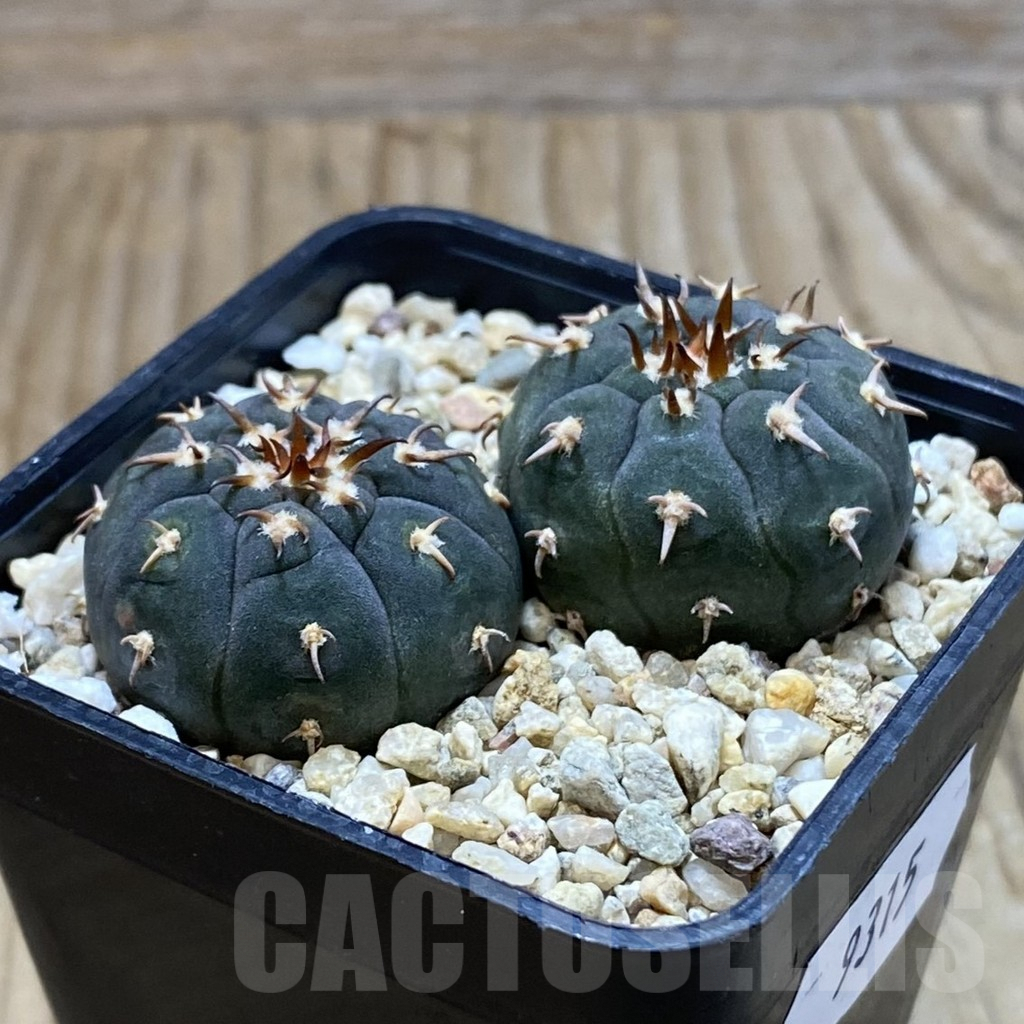SH9315 Gymnocalycium spegazzinii v. unguispinum SL 443, 2 plants , seedling - immagine 2