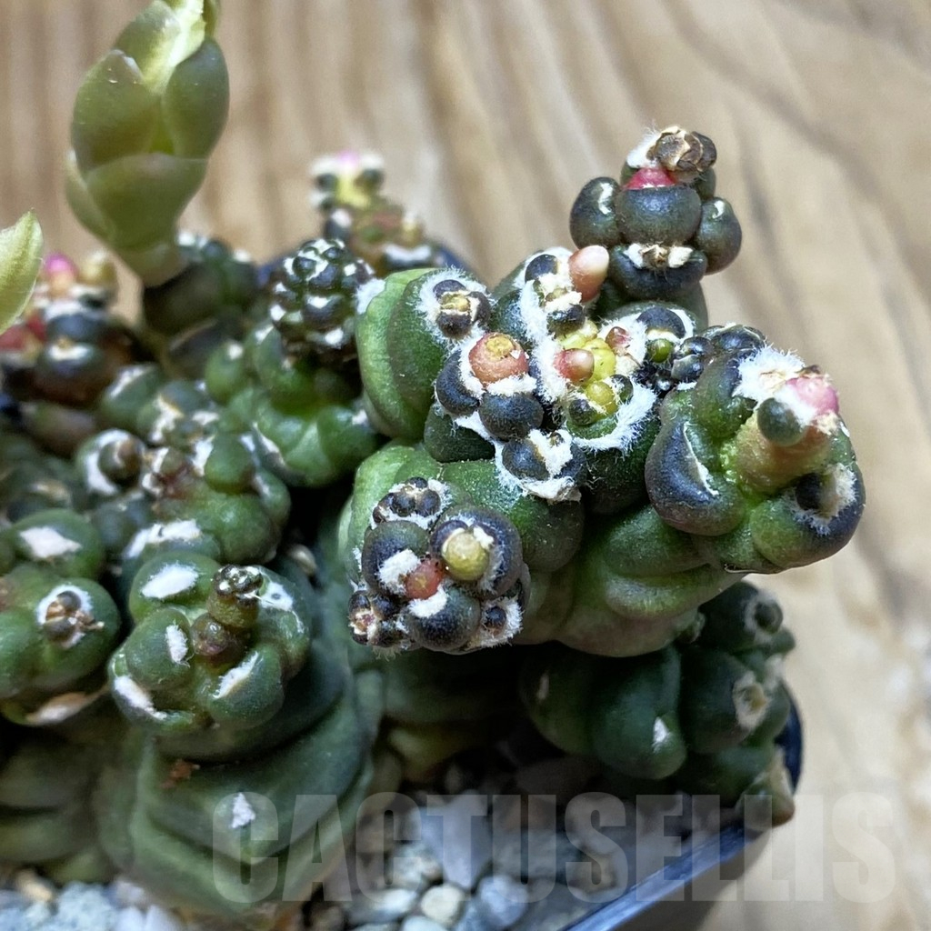 SH9317 Gymnocalycium mihanovichii 'Transformer'