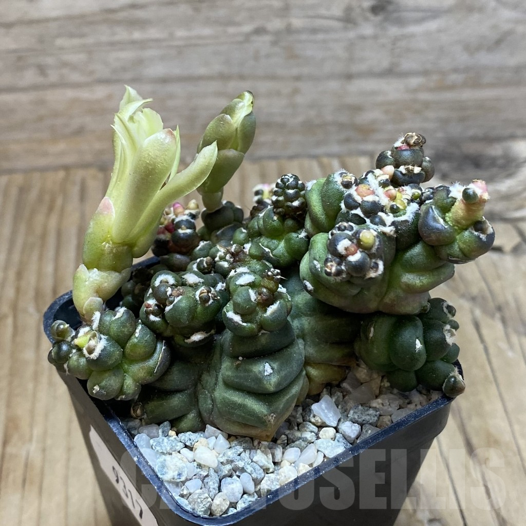 SH9317 Gymnocalycium mihanovichii 'Transformer' - Image 2