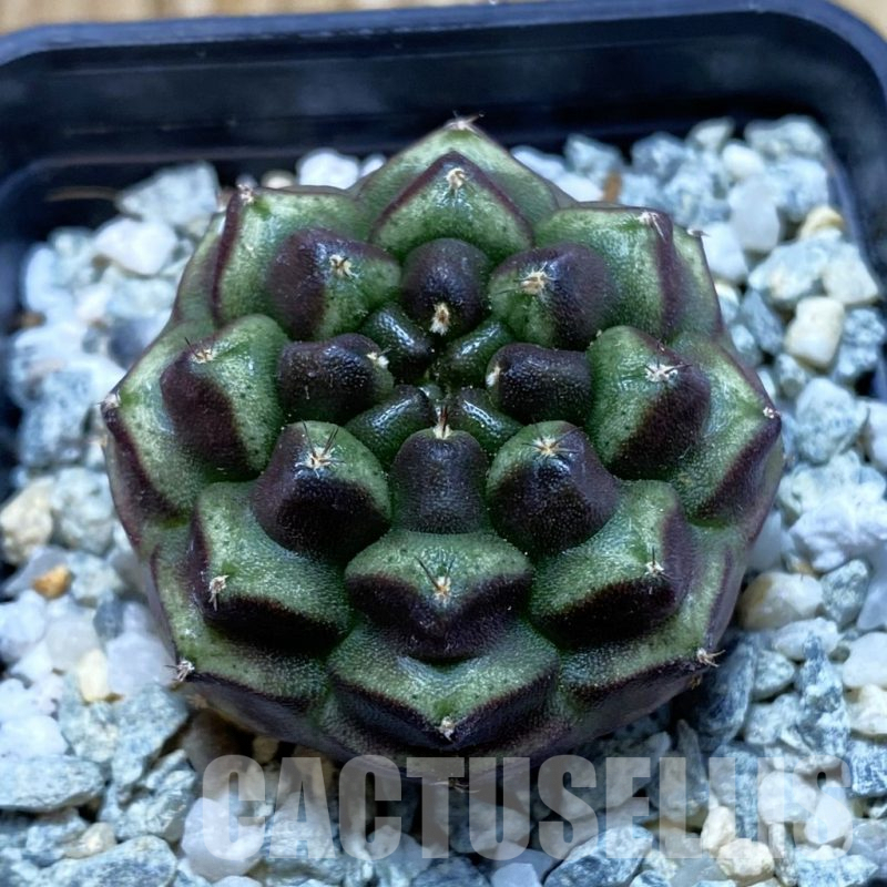 SH9318 Gymnocalycium mihanovichii ‘Day Dream’, seedling