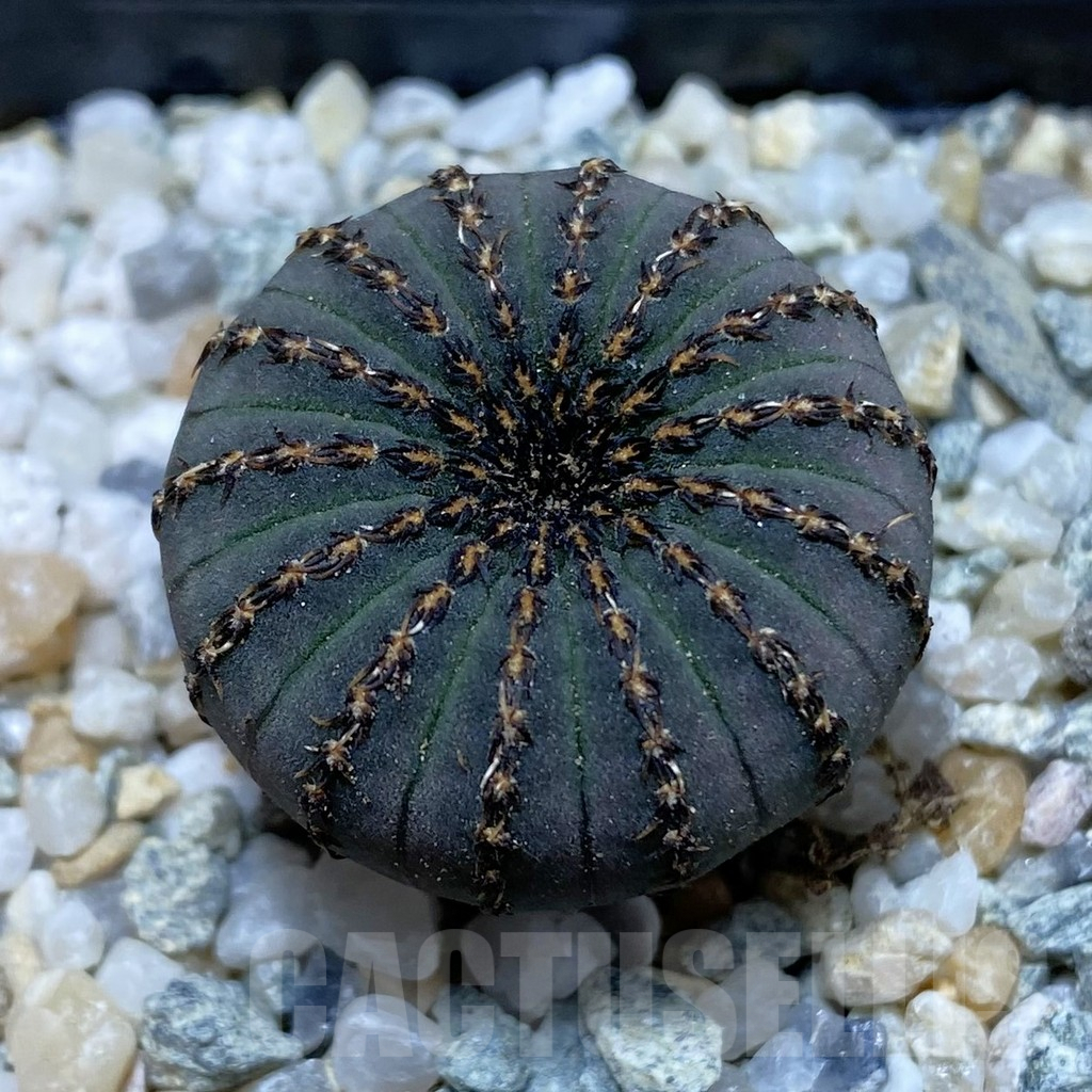 SH9279 Frailea asterioides