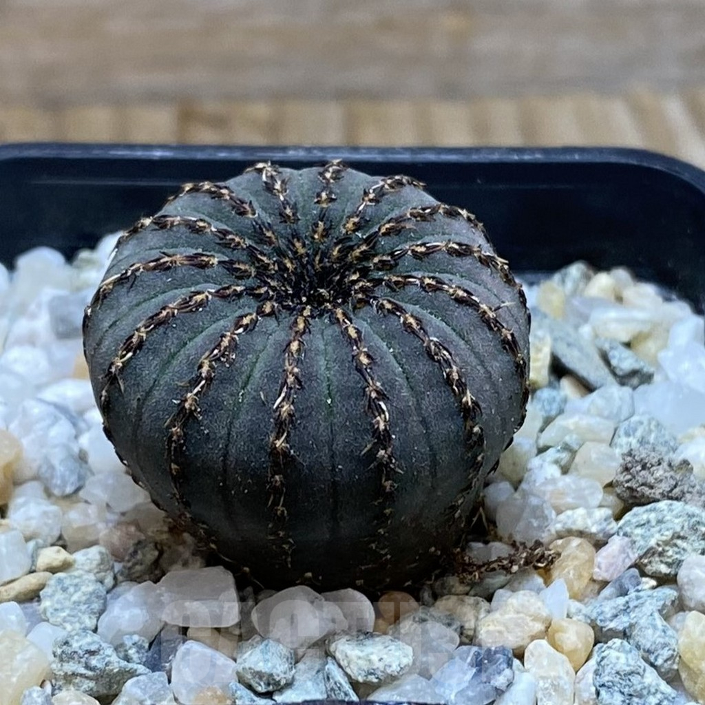 SH9279 Frailea asterioides - Image 2