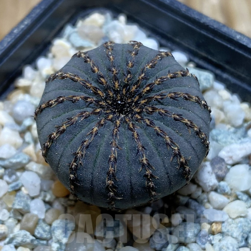 SH9280 Frailea asterioides