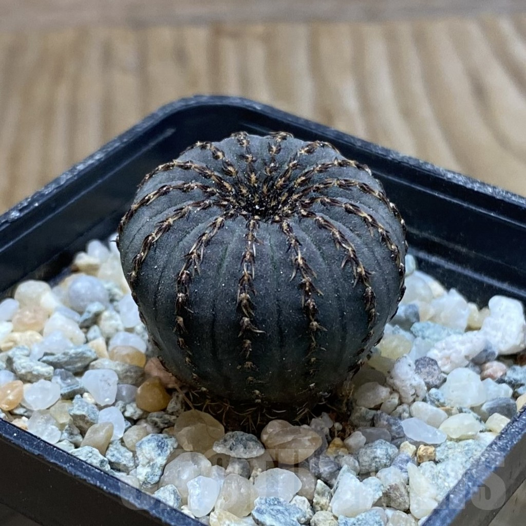 SH9280 Frailea asterioides - Image 2