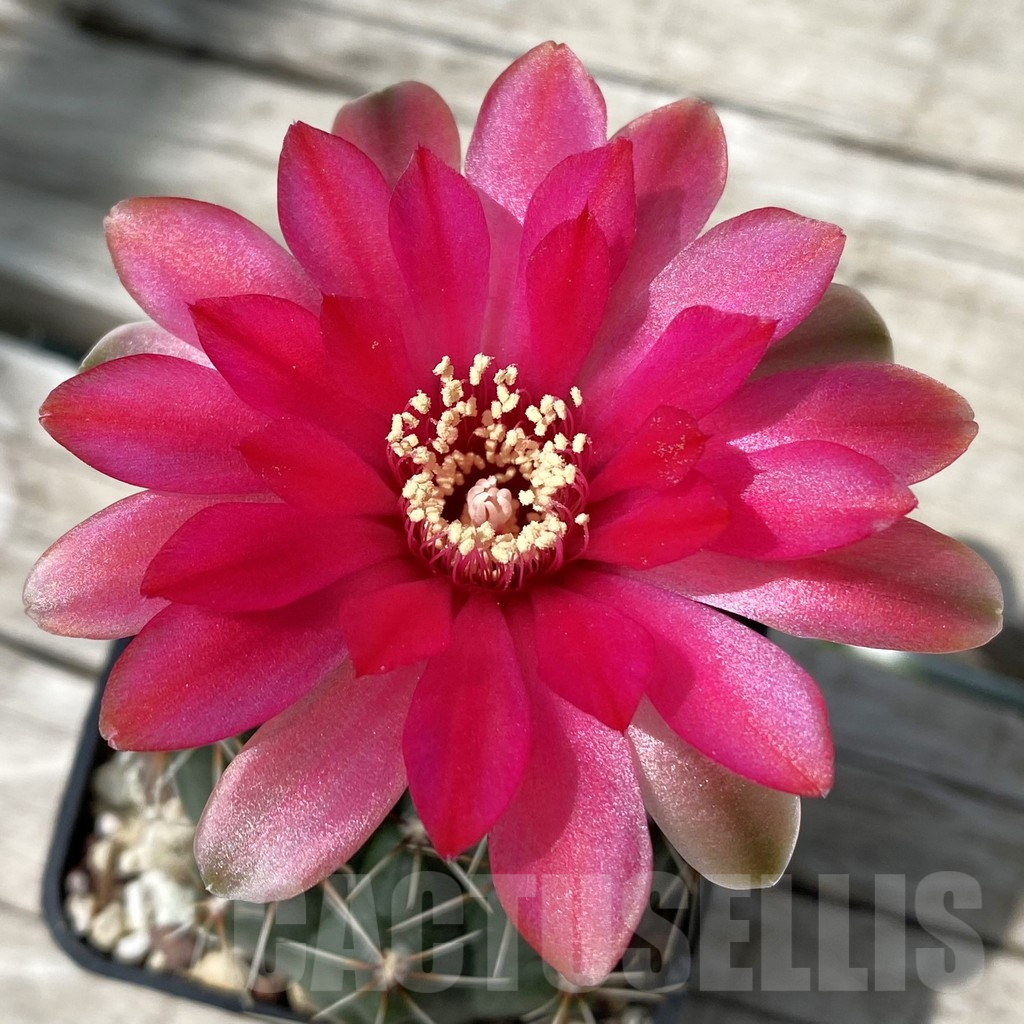 SH9274 Gymnocalycium baldianum