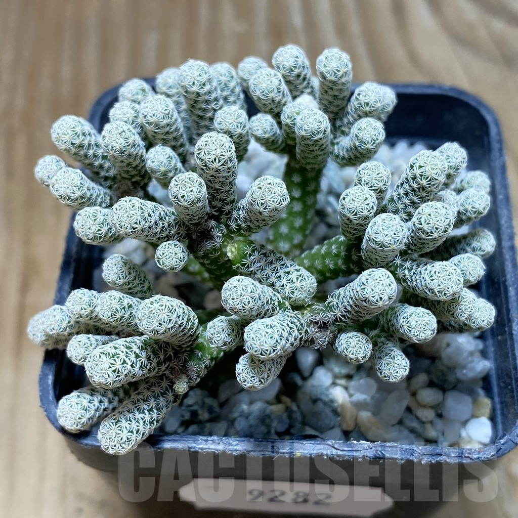 SH9282 Turbinicarpus krainzianus v. minimus - Image 2