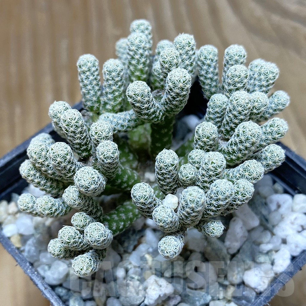 SH9282 Turbinicarpus krainzianus v. minimus